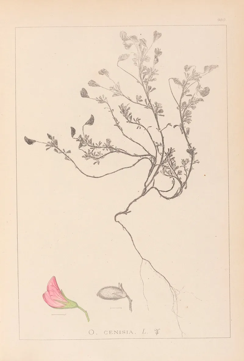 Herbier De La Flore Francaise Pl 0219 Wall Art by Louis Antoine Cusin - High-Resolution Digital Print