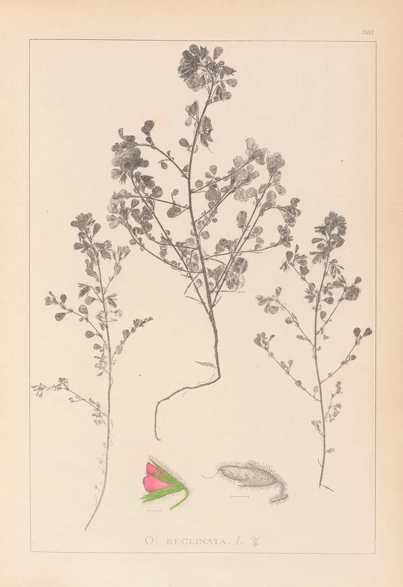 Herbier De La Flore Francaise Pl 0220 Wall Art by Louis Antoine Cusin - High-Resolution Digital Print
