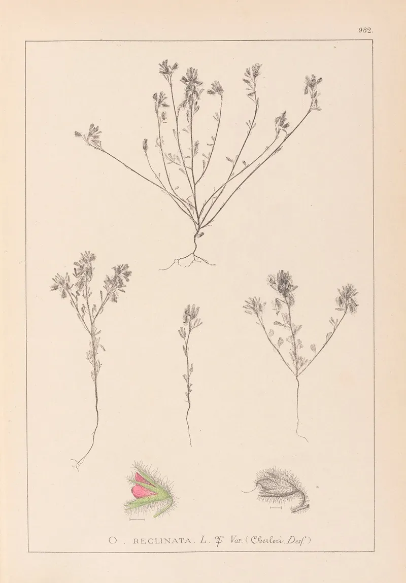 Herbier De La Flore Francaise Pl 0221 Wall Art by Louis Antoine Cusin - High-Resolution Digital Print