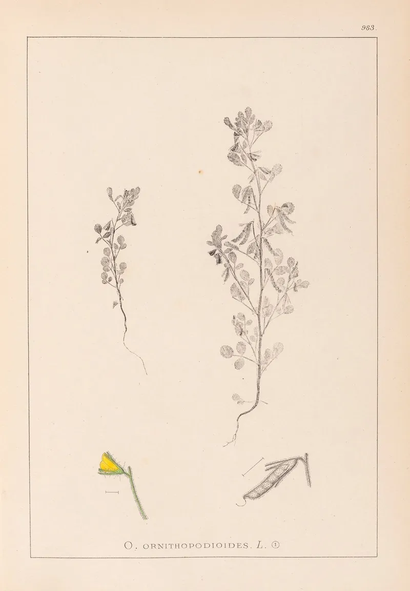 Herbier De La Flore Francaise Pl 0222 Wall Art by Louis Antoine Cusin - High-Resolution Digital Print