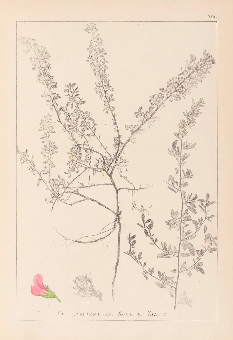 Herbier De La Flore Francaise Pl 0223 Wall Art by Louis Antoine Cusin - High-Resolution Digital Print