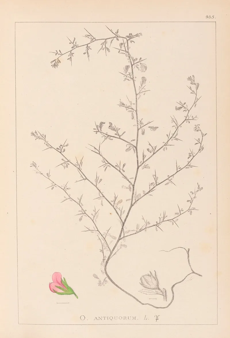 Herbier De La Flore Francaise Pl 0224 Wall Art by Louis Antoine Cusin - High-Resolution Digital Print