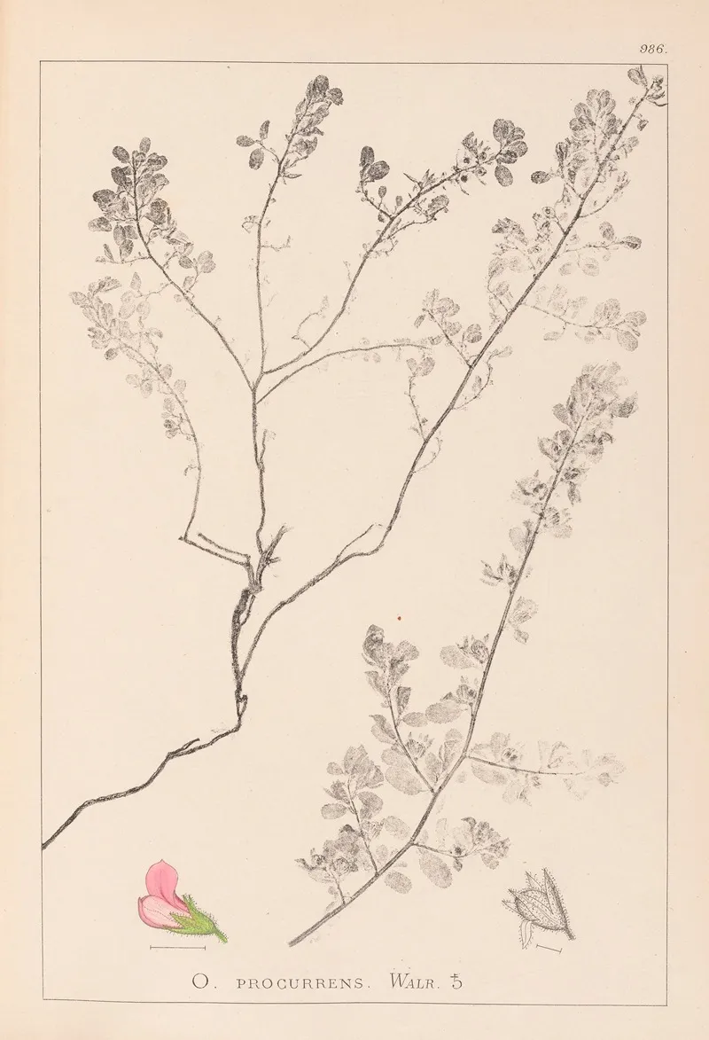 Herbier De La Flore Francaise Pl 0225 Wall Art by Louis Antoine Cusin - High-Resolution Digital Print