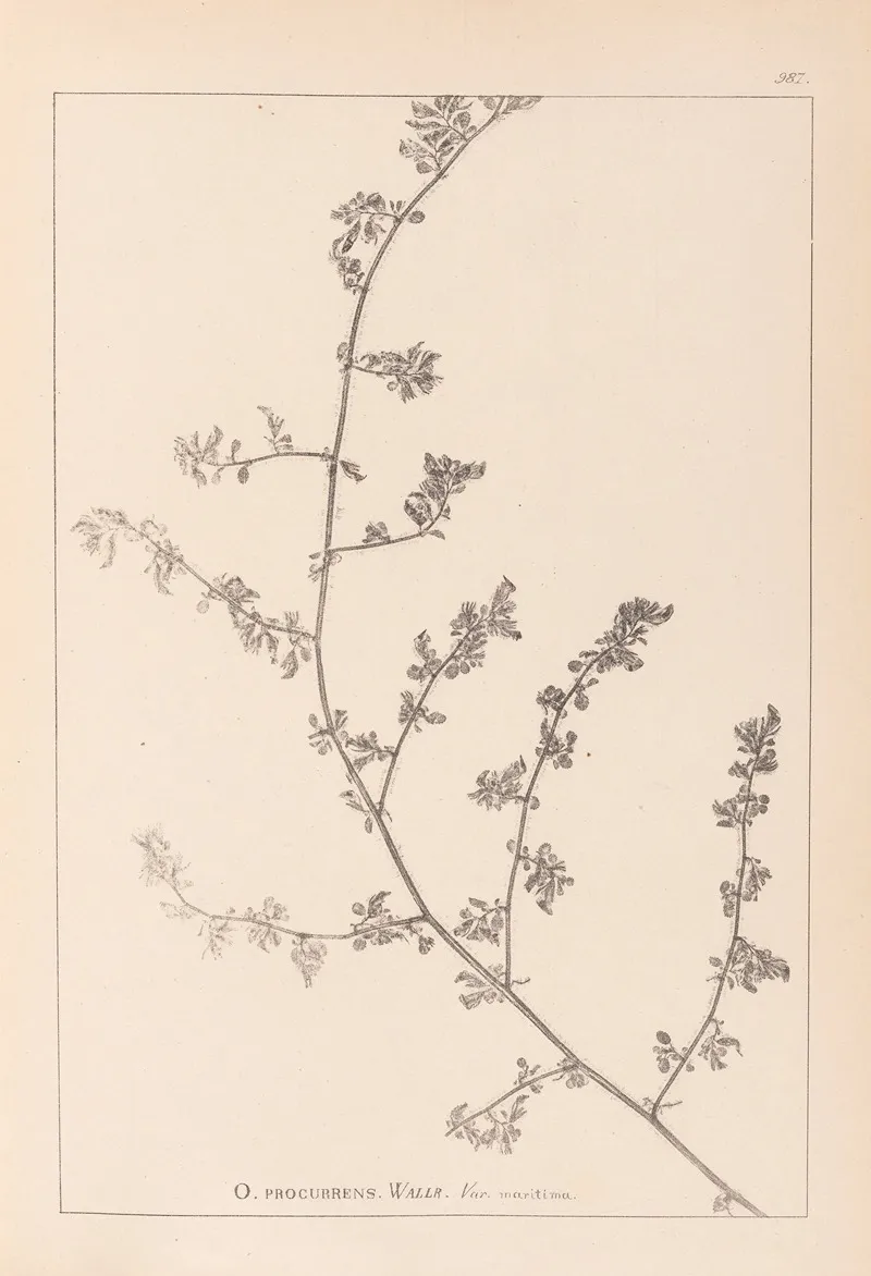 Herbier De La Flore Francaise Pl 0226 Wall Art by Louis Antoine Cusin - High-Resolution Digital Print