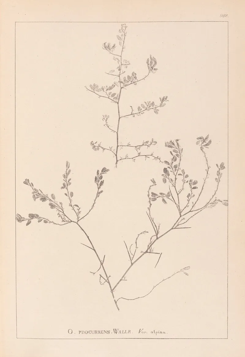 Herbier De La Flore Francaise Pl 0227 Wall Art by Louis Antoine Cusin - High-Resolution Digital Print
