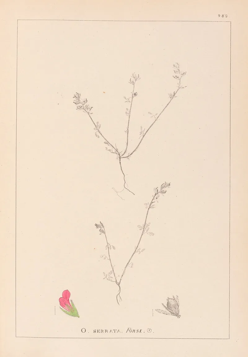 Herbier De La Flore Francaise Pl 0228 Wall Art by Louis Antoine Cusin - High-Resolution Digital Print