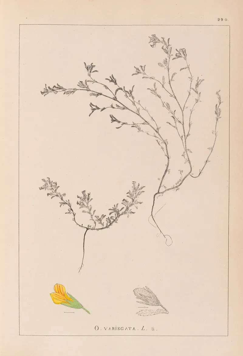 Herbier De La Flore Francaise Pl 0229 Wall Art by Louis Antoine Cusin - High-Resolution Digital Print