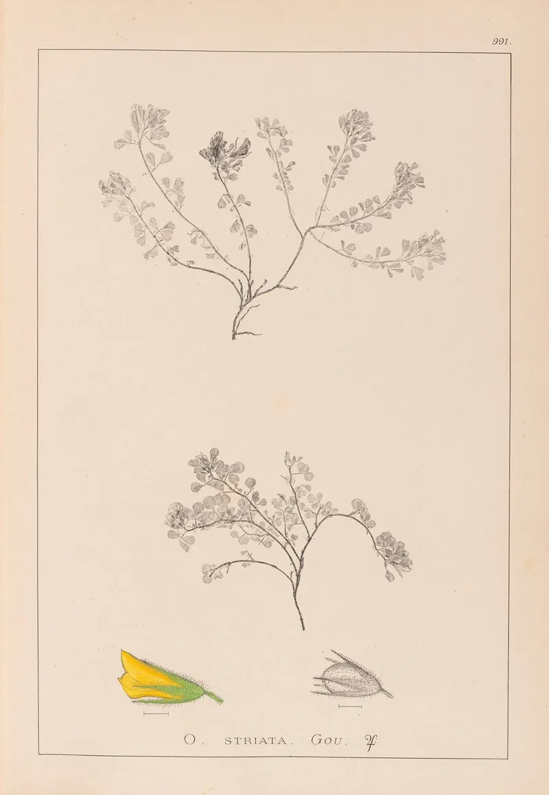 Herbier De La Flore Francaise Pl 0230 Wall Art by Louis Antoine Cusin - High-Resolution Digital Print