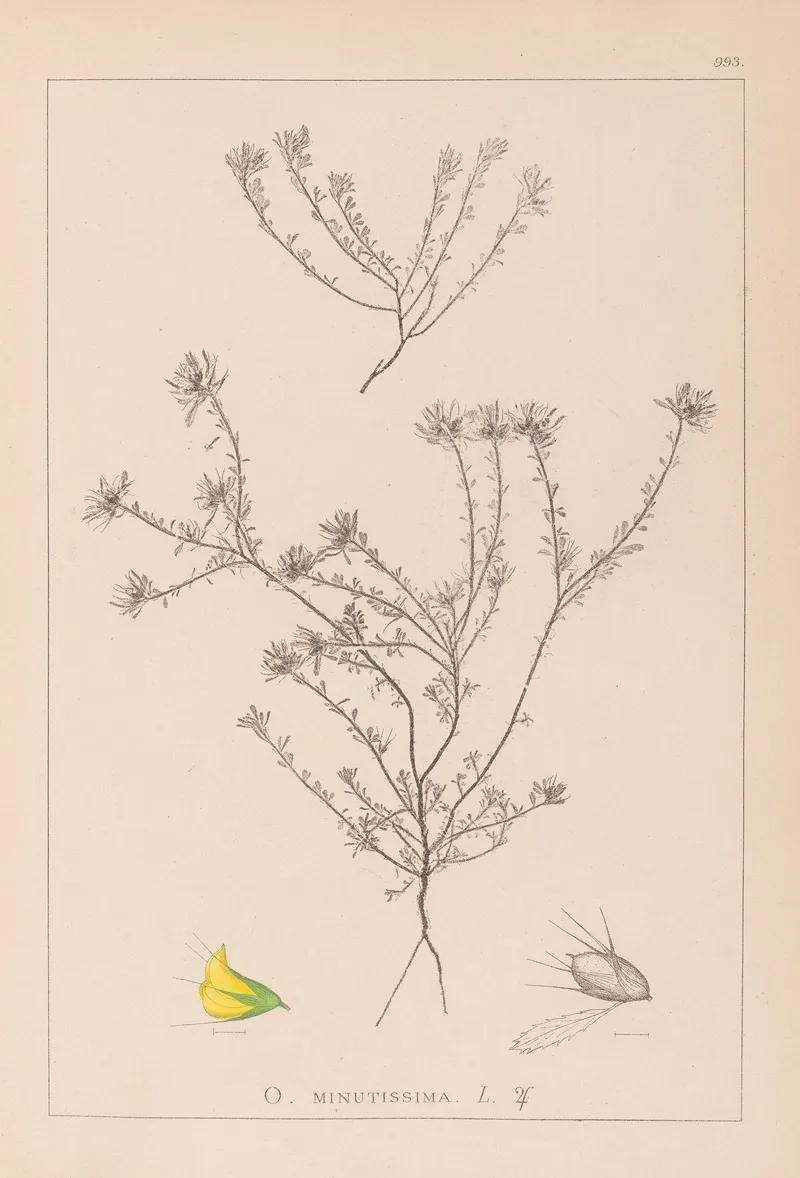 Herbier De La Flore Francaise Pl 0232 Wall Art by Louis Antoine Cusin - High-Resolution Digital Print