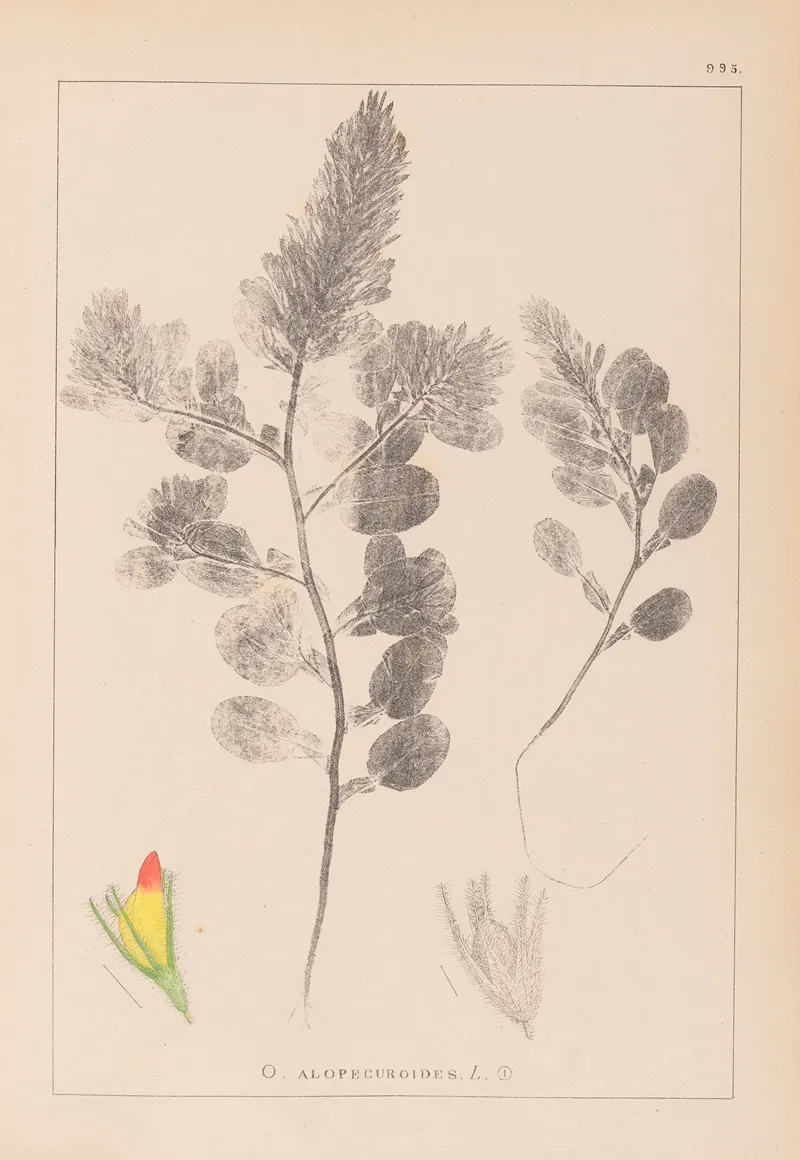 Herbier De La Flore Francaise Pl 0234 Wall Art by Louis Antoine Cusin - High-Resolution Digital Print