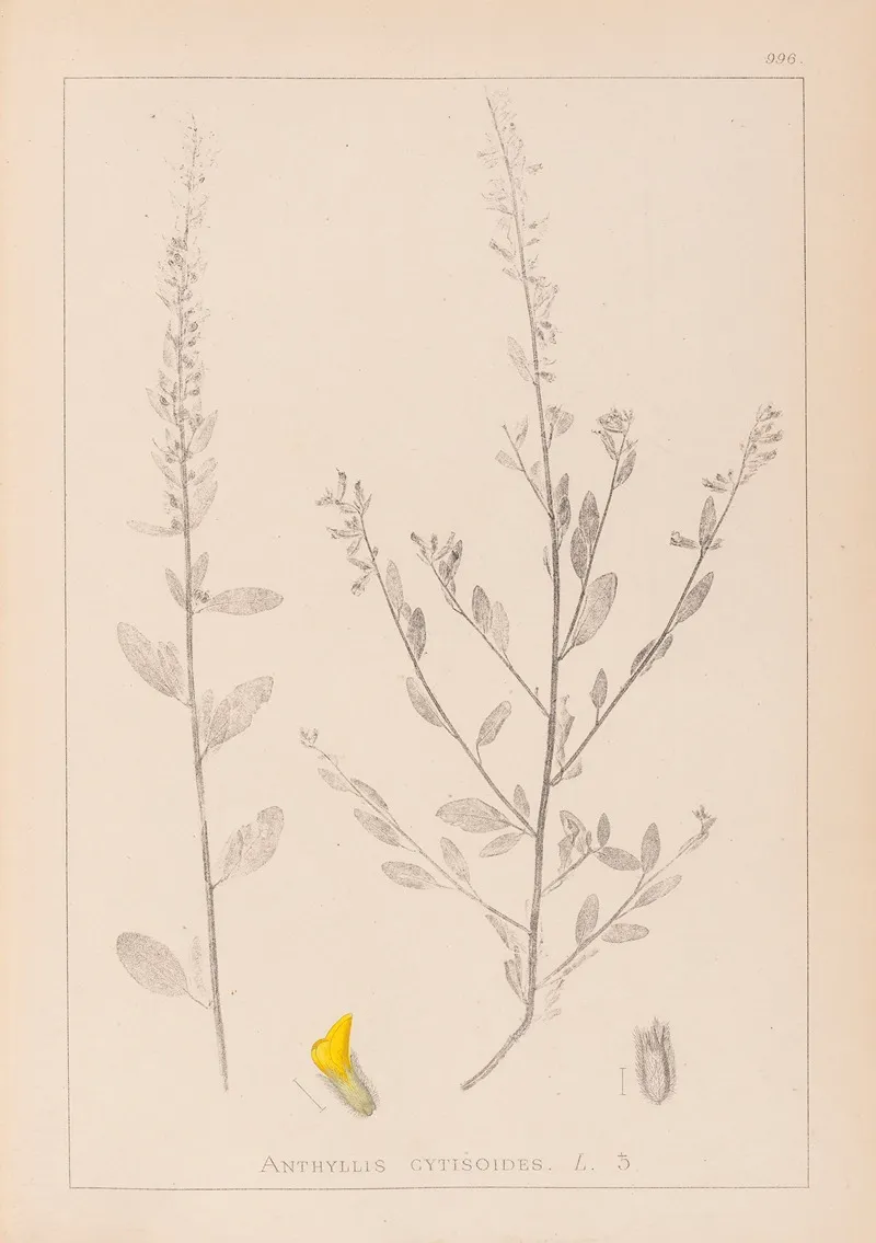 Herbier De La Flore Francaise Pl 0235 Wall Art by Louis Antoine Cusin - High-Resolution Digital Print