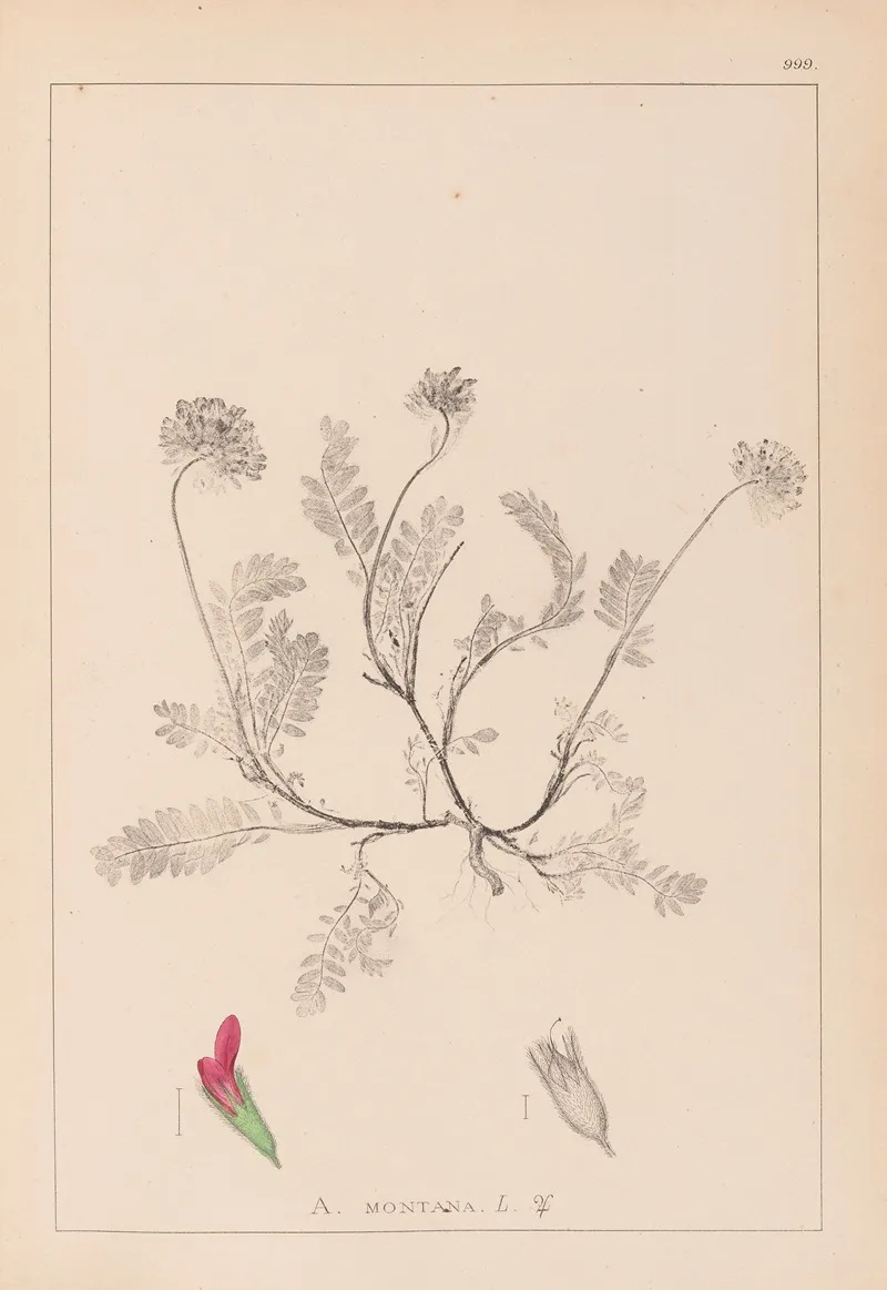 Herbier De La Flore Francaise Pl 0238 Wall Art by Louis Antoine Cusin - High-Resolution Digital Print