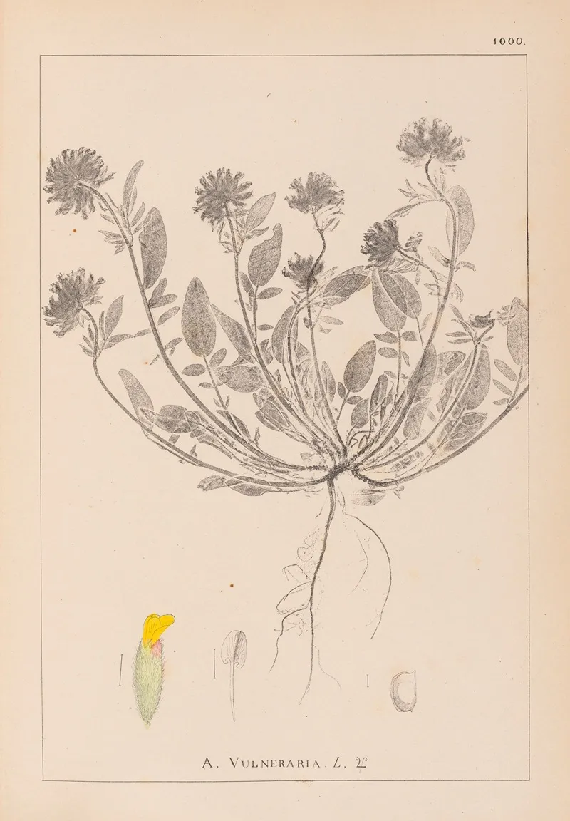 Herbier De La Flore Francaise Pl 0239 Wall Art by Louis Antoine Cusin - High-Resolution Digital Print