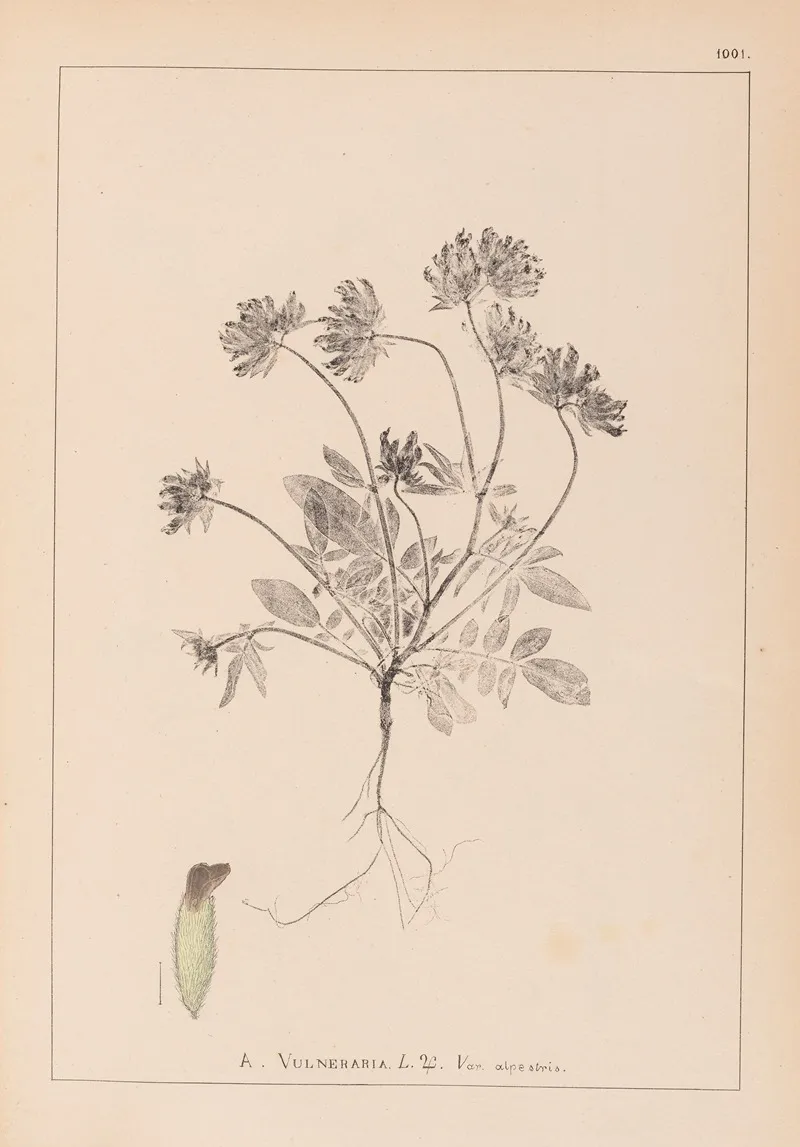 Herbier De La Flore Francaise Pl 0240 Wall Art by Louis Antoine Cusin - High-Resolution Digital Print