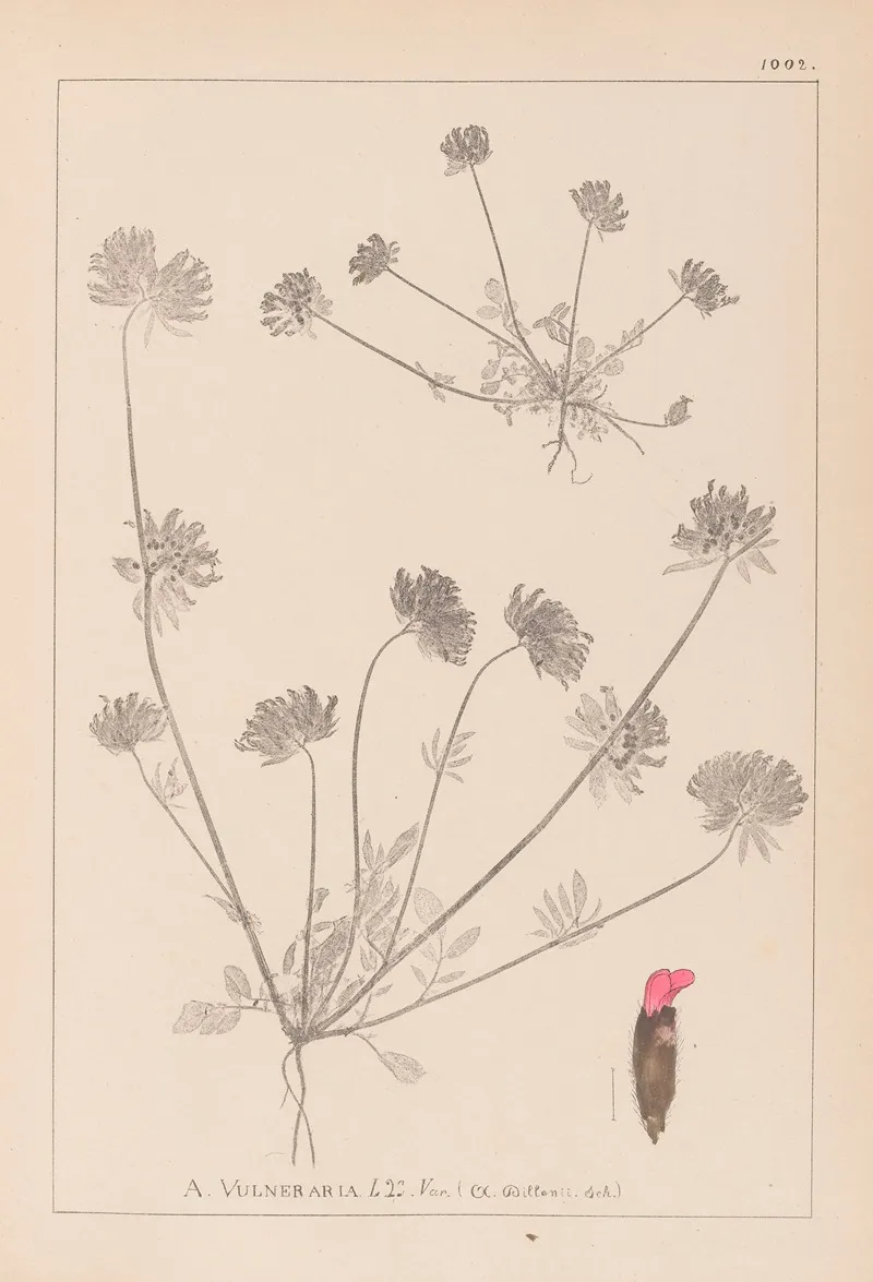 Herbier De La Flore Francaise Pl 0241 Wall Art by Louis Antoine Cusin - High-Resolution Digital Print