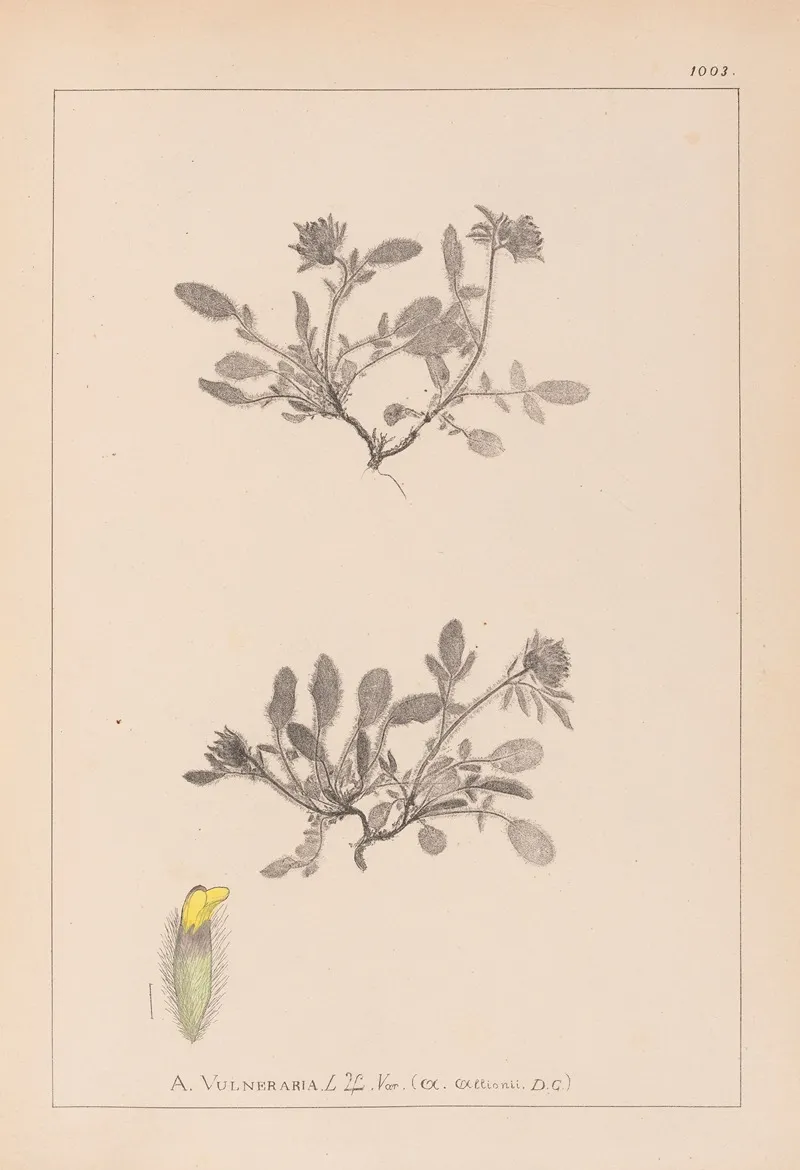 Herbier De La Flore Francaise Pl 0242 Wall Art by Louis Antoine Cusin - High-Resolution Digital Print
