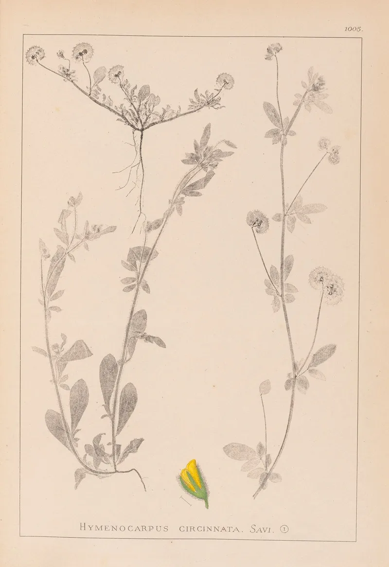 Herbier De La Flore Francaise Pl 0244 Wall Art by Louis Antoine Cusin - High-Resolution Digital Print