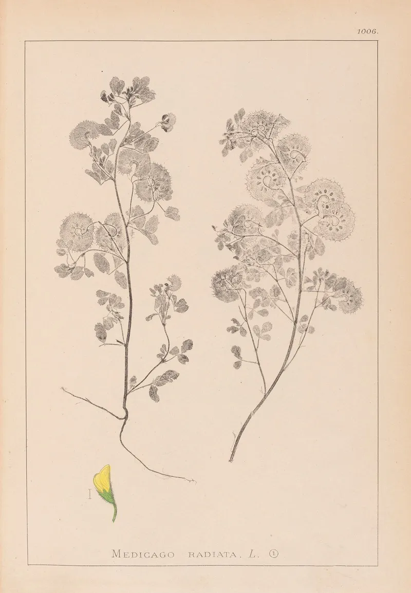 Herbier De La Flore Francaise Pl 0245 Wall Art by Louis Antoine Cusin - High-Resolution Digital Print