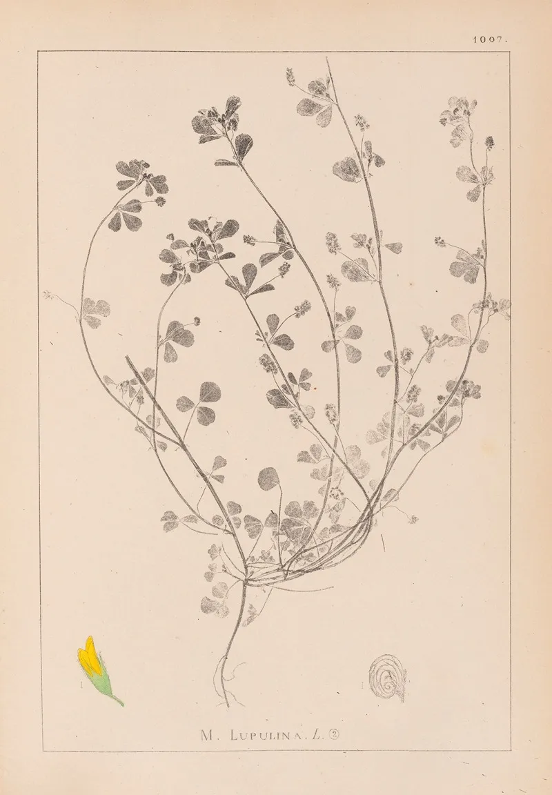 Herbier De La Flore Francaise Pl 0246 Wall Art by Louis Antoine Cusin - High-Resolution Digital Print