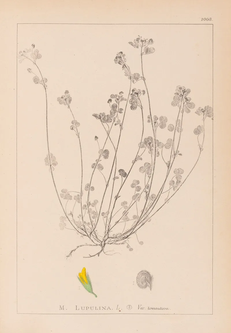 Herbier De La Flore Francaise Pl 0247 Wall Art by Louis Antoine Cusin - High-Resolution Digital Print