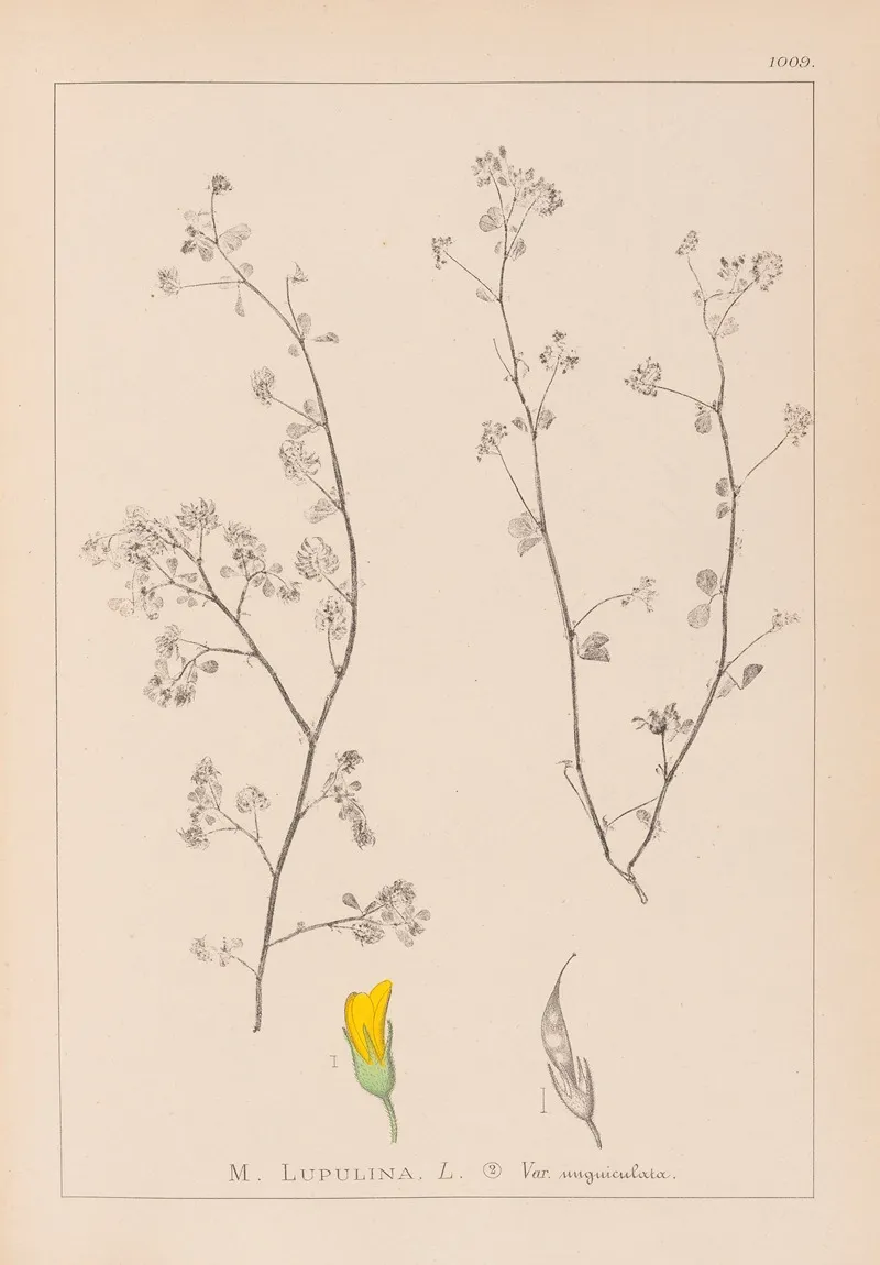 Herbier De La Flore Francaise Pl 0248 Wall Art by Louis Antoine Cusin - High-Resolution Digital Print