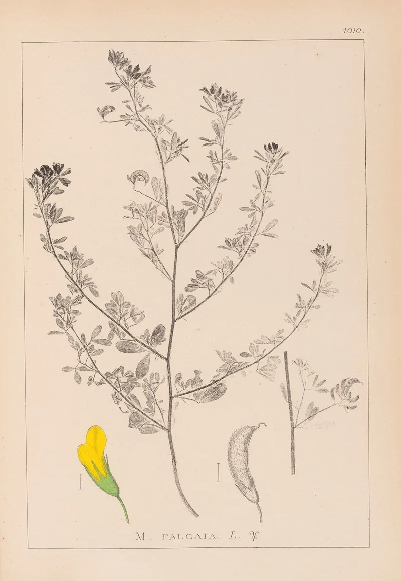 Herbier De La Flore Francaise Pl 0249 Wall Art by Louis Antoine Cusin - High-Resolution Digital Print