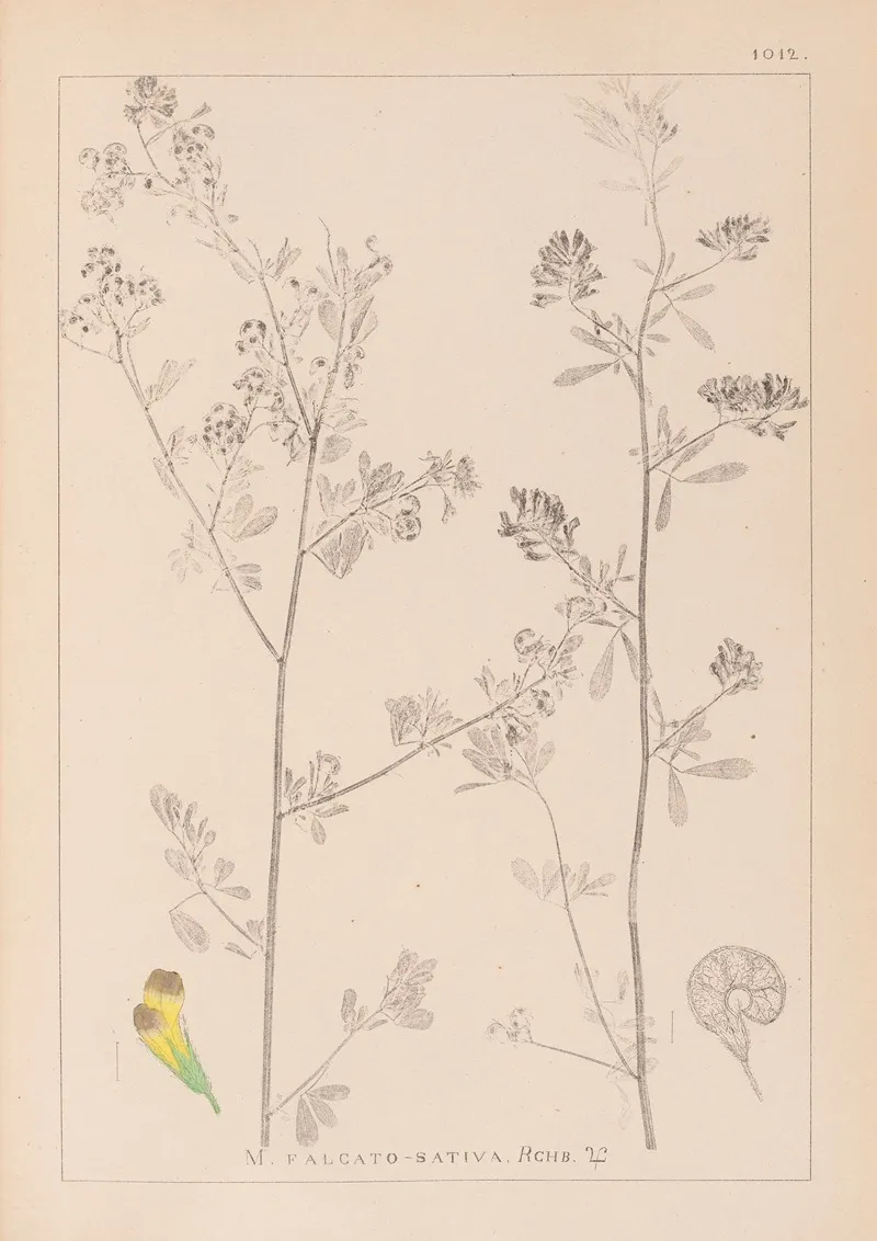 Herbier De La Flore Francaise Pl 0251 Wall Art by Louis Antoine Cusin - High-Resolution Digital Print
