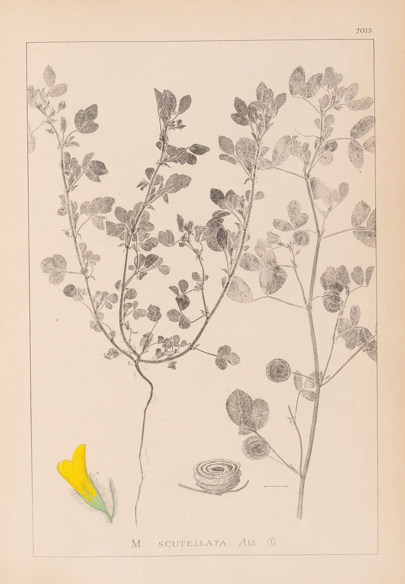 Herbier De La Flore Francaise Pl 0254 Wall Art by Louis Antoine Cusin - High-Resolution Digital Print