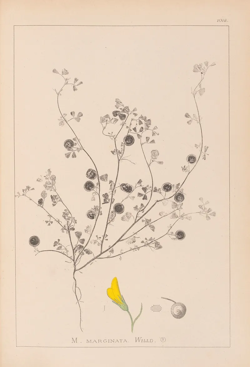 Herbier De La Flore Francaise Pl 0257 Wall Art by Louis Antoine Cusin - High-Resolution Digital Print