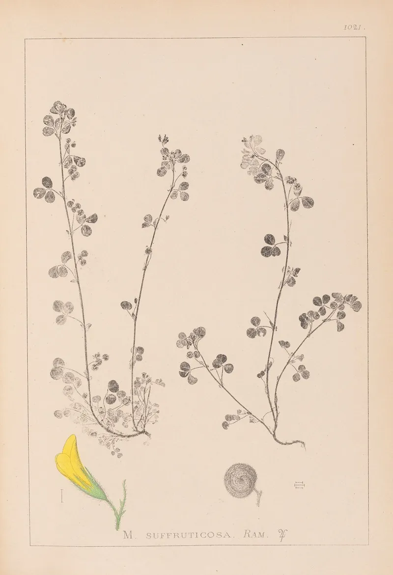 Herbier De La Flore Francaise Pl 0260 Wall Art by Louis Antoine Cusin - High-Resolution Digital Print