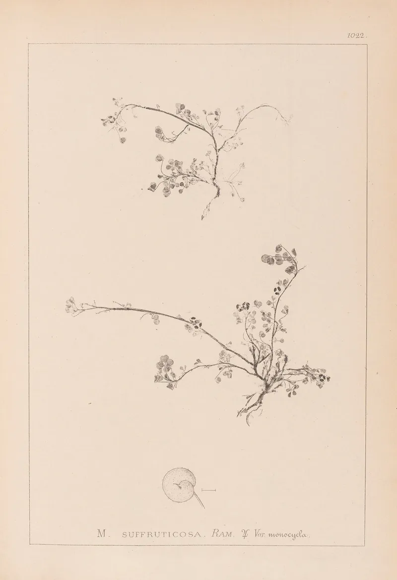 Herbier De La Flore Francaise Pl 0261 Wall Art by Louis Antoine Cusin - High-Resolution Digital Print