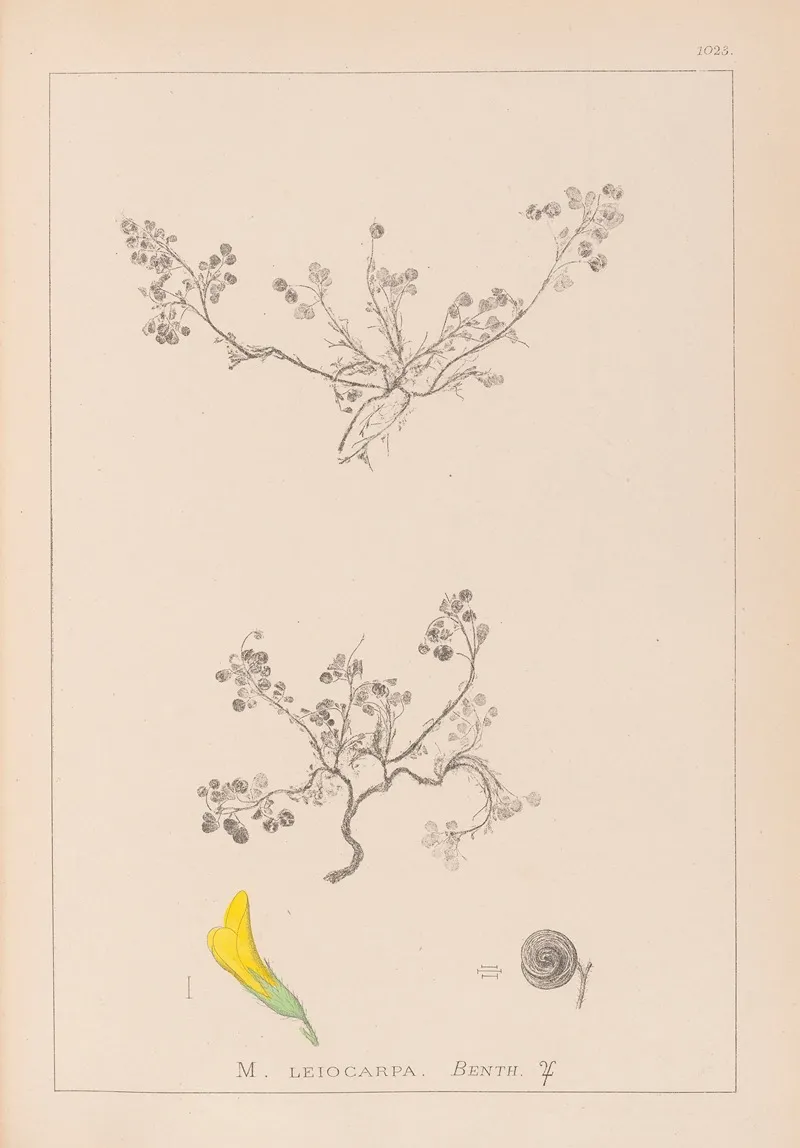 Herbier De La Flore Francaise Pl 0262 Wall Art by Louis Antoine Cusin - High-Resolution Digital Print
