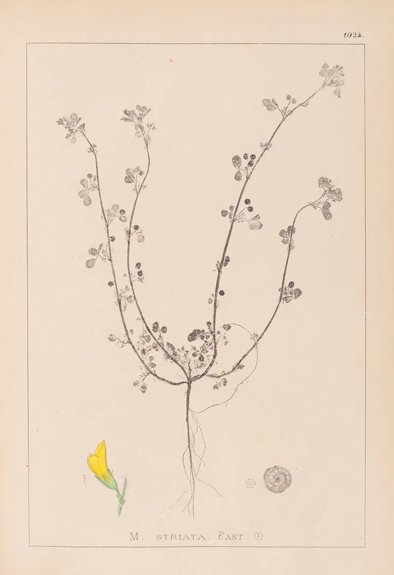 Herbier De La Flore Francaise Pl 0263 Wall Art by Louis Antoine Cusin - High-Resolution Digital Print
