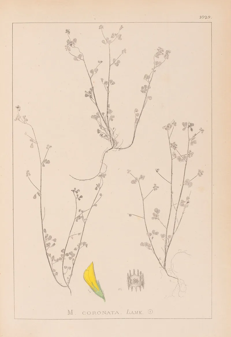 Herbier De La Flore Francaise Pl 0267 Wall Art by Louis Antoine Cusin - High-Resolution Digital Print