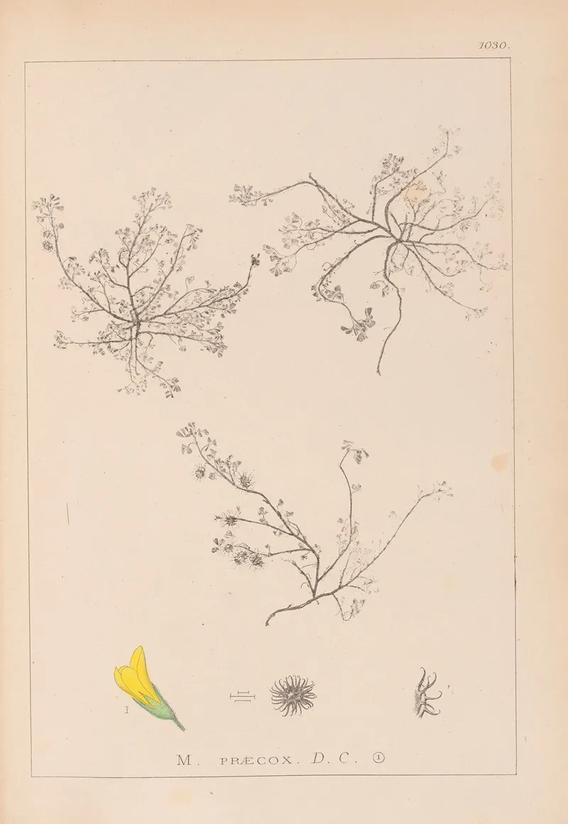 Herbier De La Flore Francaise Pl 0268 Wall Art by Louis Antoine Cusin - High-Resolution Digital Print