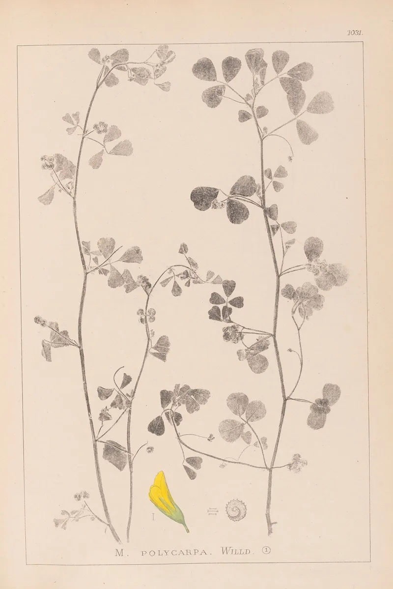 Herbier De La Flore Francaise Pl 0269 Wall Art by Louis Antoine Cusin - High-Resolution Digital Print