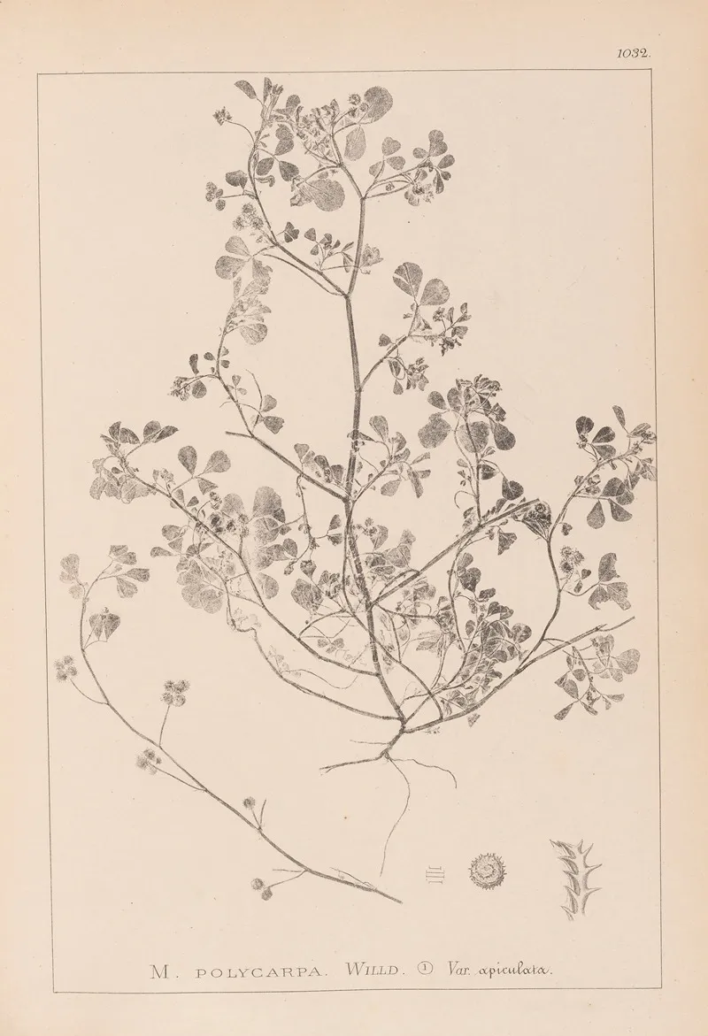 Herbier De La Flore Francaise Pl 0270 Wall Art by Louis Antoine Cusin - High-Resolution Digital Print