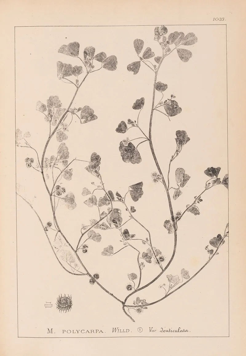 Herbier De La Flore Francaise Pl 0271 Wall Art by Louis Antoine Cusin - High-Resolution Digital Print