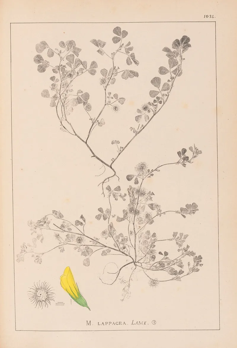 Herbier De La Flore Francaise Pl 0272 Wall Art by Louis Antoine Cusin - High-Resolution Digital Print