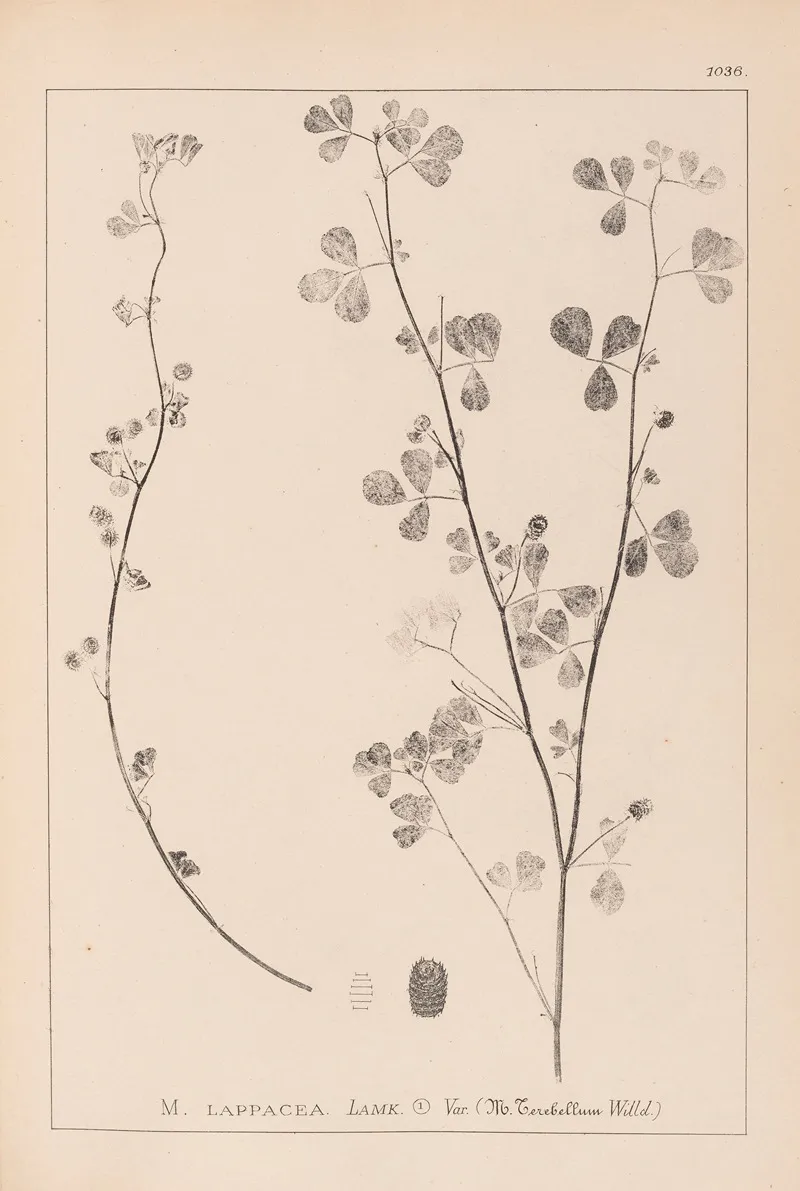 Herbier De La Flore Francaise Pl 0274 Wall Art by Louis Antoine Cusin - High-Resolution Digital Print