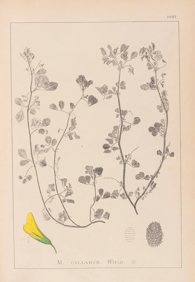 Herbier De La Flore Francaise Pl 0275 Wall Art by Louis Antoine Cusin - High-Resolution Digital Print
