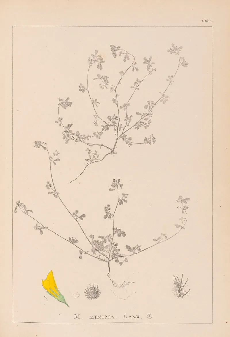 Herbier De La Flore Francaise Pl 0277 Wall Art by Louis Antoine Cusin - High-Resolution Digital Print