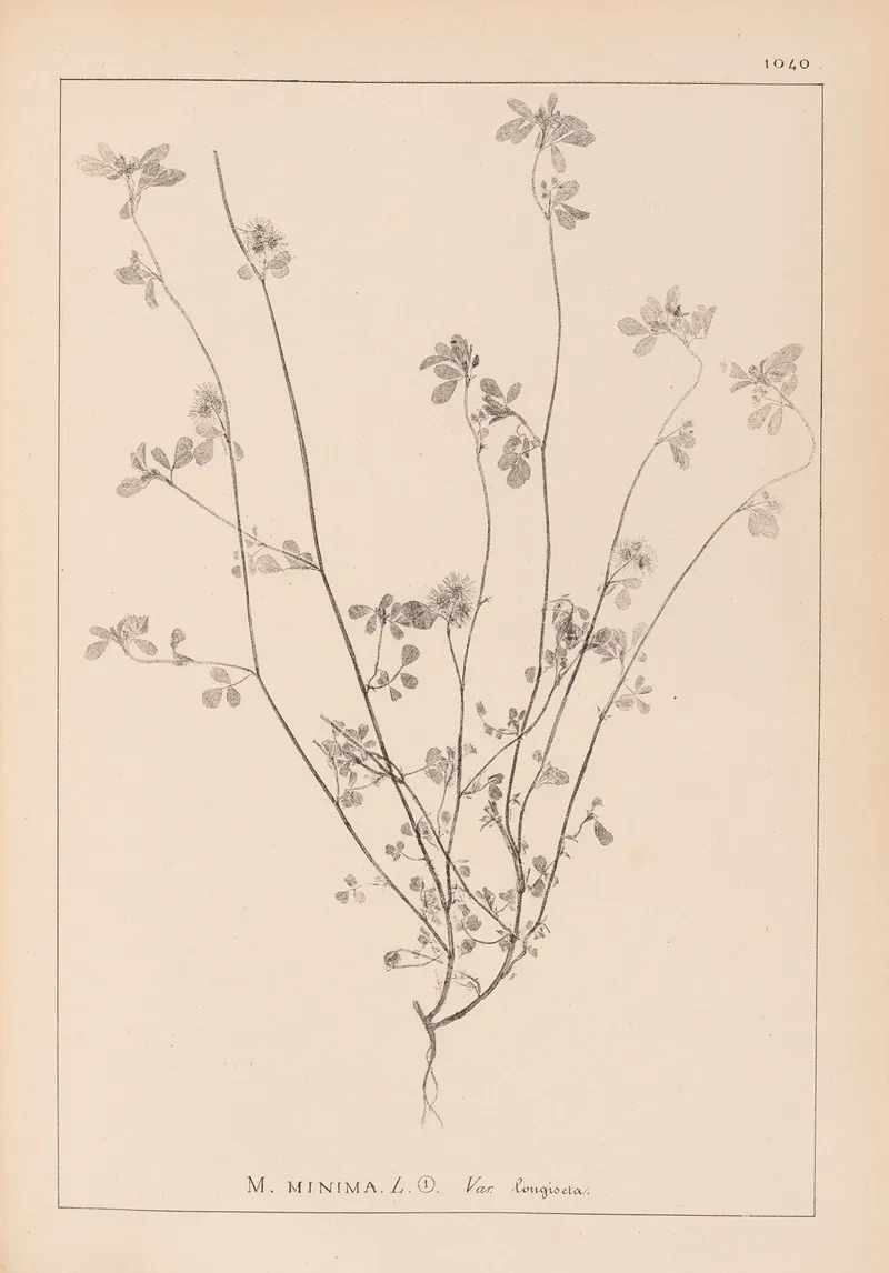 Herbier De La Flore Francaise Pl 0278 Wall Art by Louis Antoine Cusin - High-Resolution Digital Print