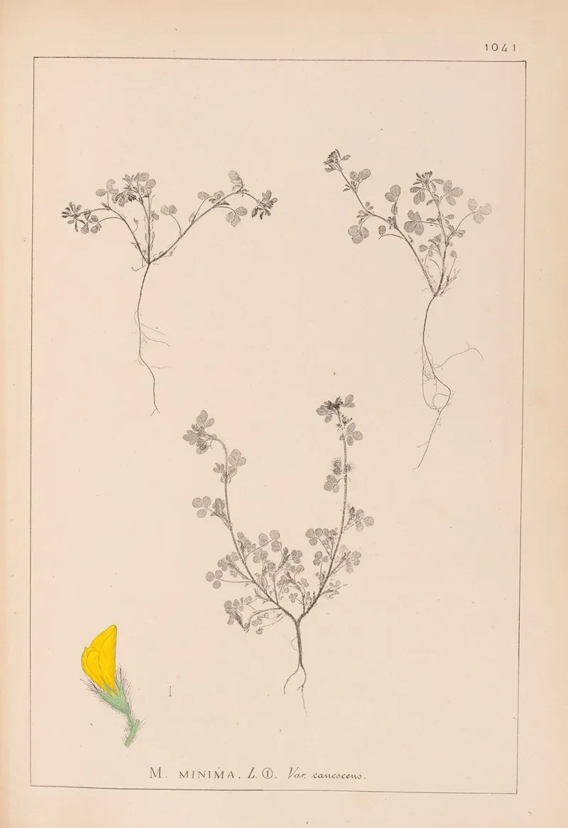 Herbier De La Flore Francaise Pl 0279 Wall Art by Louis Antoine Cusin - High-Resolution Digital Print
