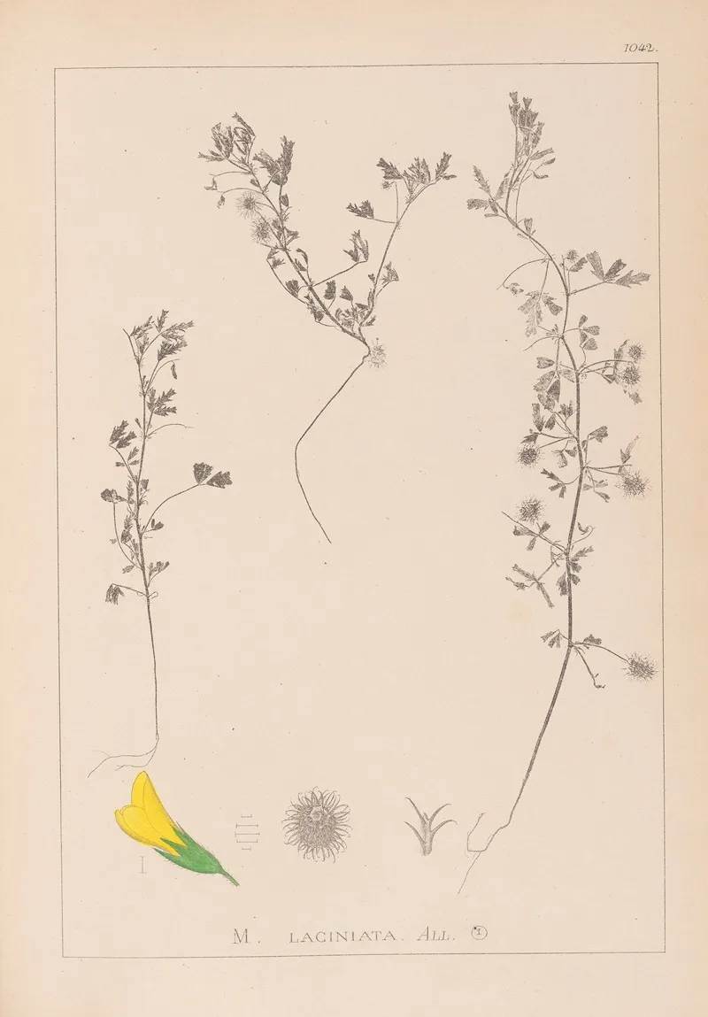 Herbier De La Flore Francaise Pl 0280 Wall Art by Louis Antoine Cusin - High-Resolution Digital Print
