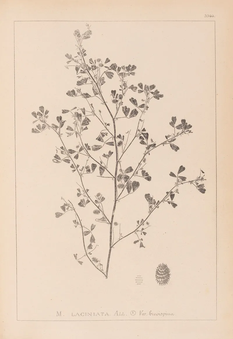 Herbier De La Flore Francaise Pl 0282 Wall Art by Louis Antoine Cusin - High-Resolution Digital Print