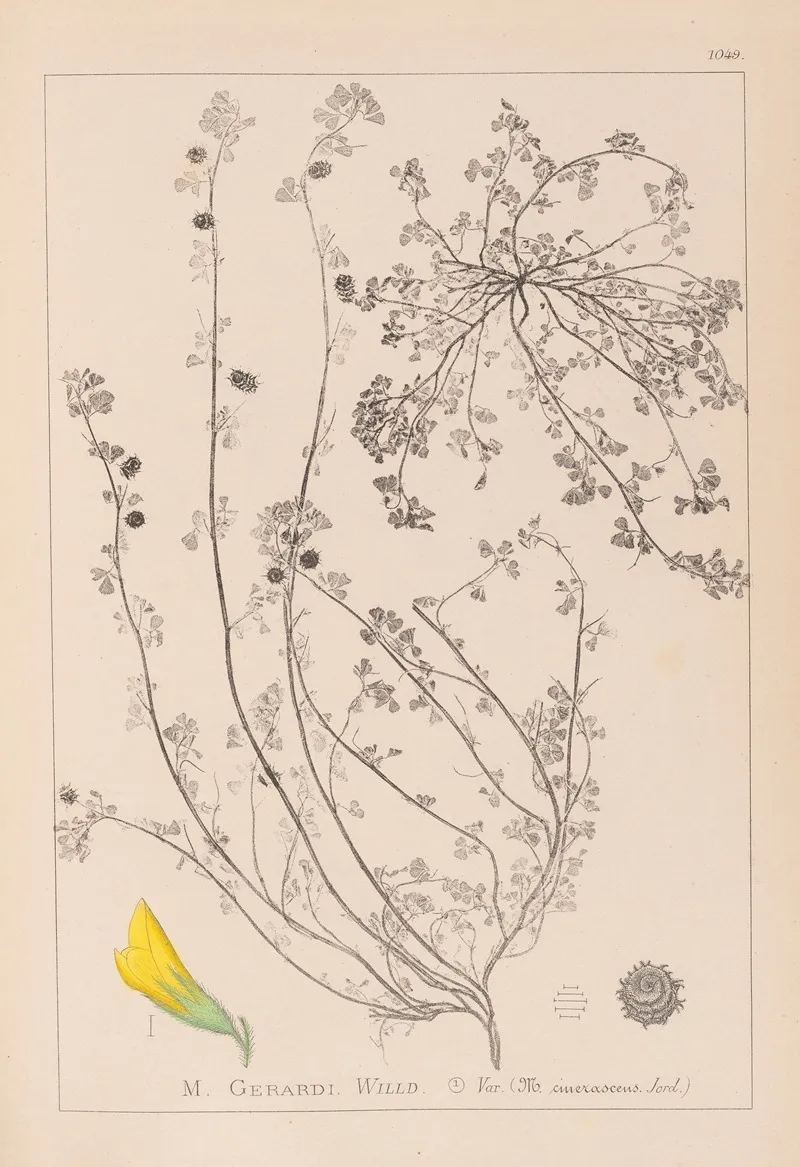 Herbier De La Flore Francaise Pl 0287 Wall Art by Louis Antoine Cusin - High-Resolution Digital Print