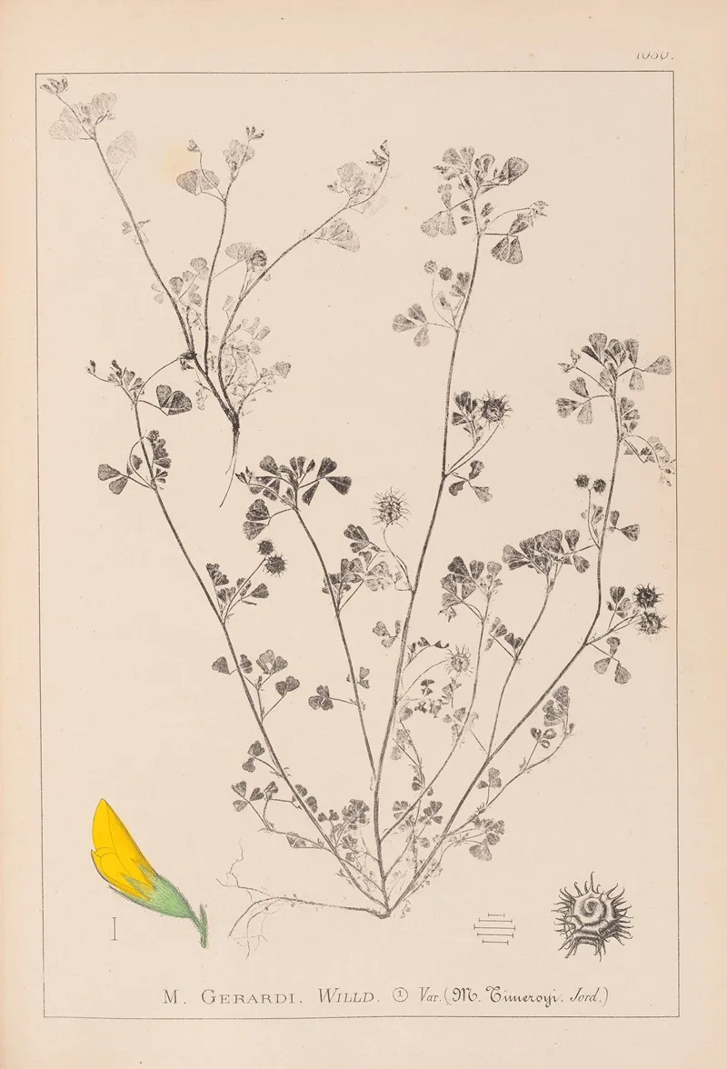 Herbier De La Flore Francaise Pl 0288 Wall Art by Louis Antoine Cusin - High-Resolution Digital Print