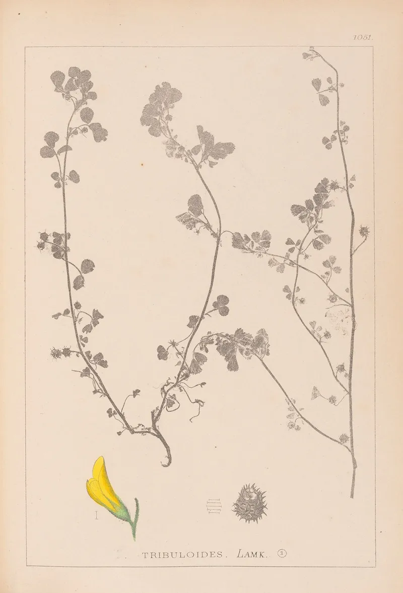 Herbier De La Flore Francaise Pl 0289 Wall Art by Louis Antoine Cusin - High-Resolution Digital Print