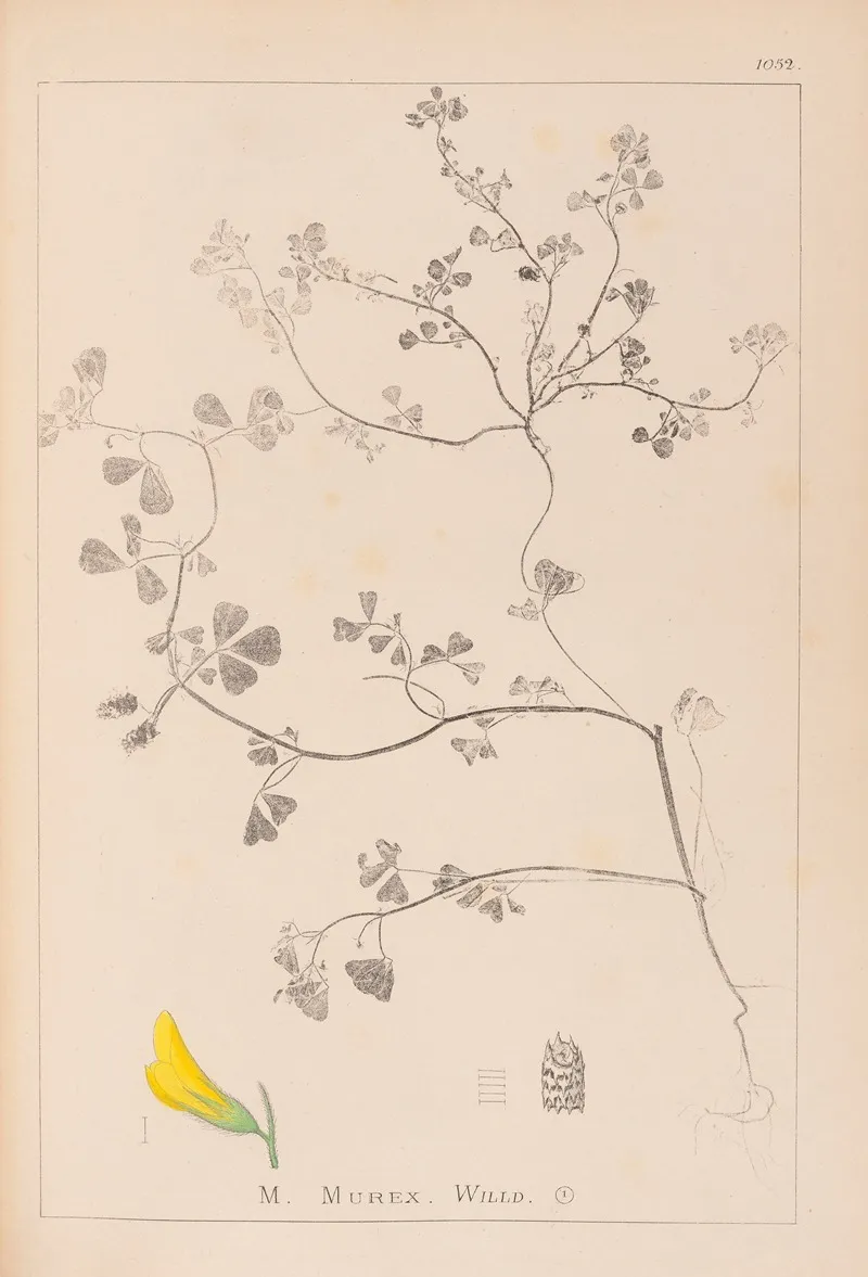 Herbier De La Flore Francaise Pl 0290 Wall Art by Louis Antoine Cusin - High-Resolution Digital Print